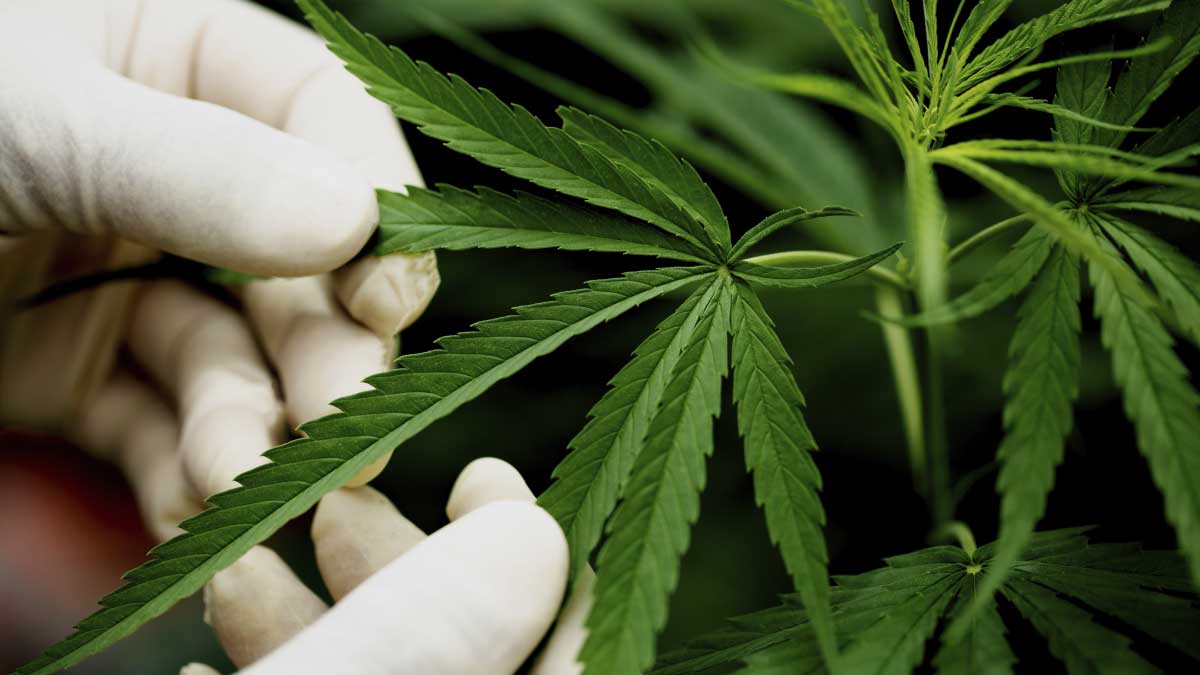 Fisiología del cannabis, la gente necesita conocer más