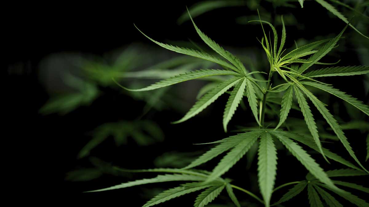 Las tres razones por las que ahora es imposible legalizar la marihuana
