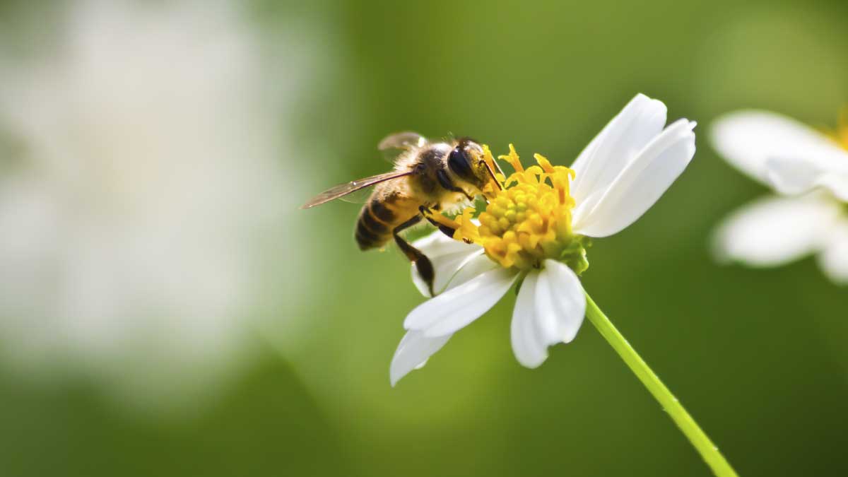 Las abejas y su importancia en el departamento de Cundinamarca