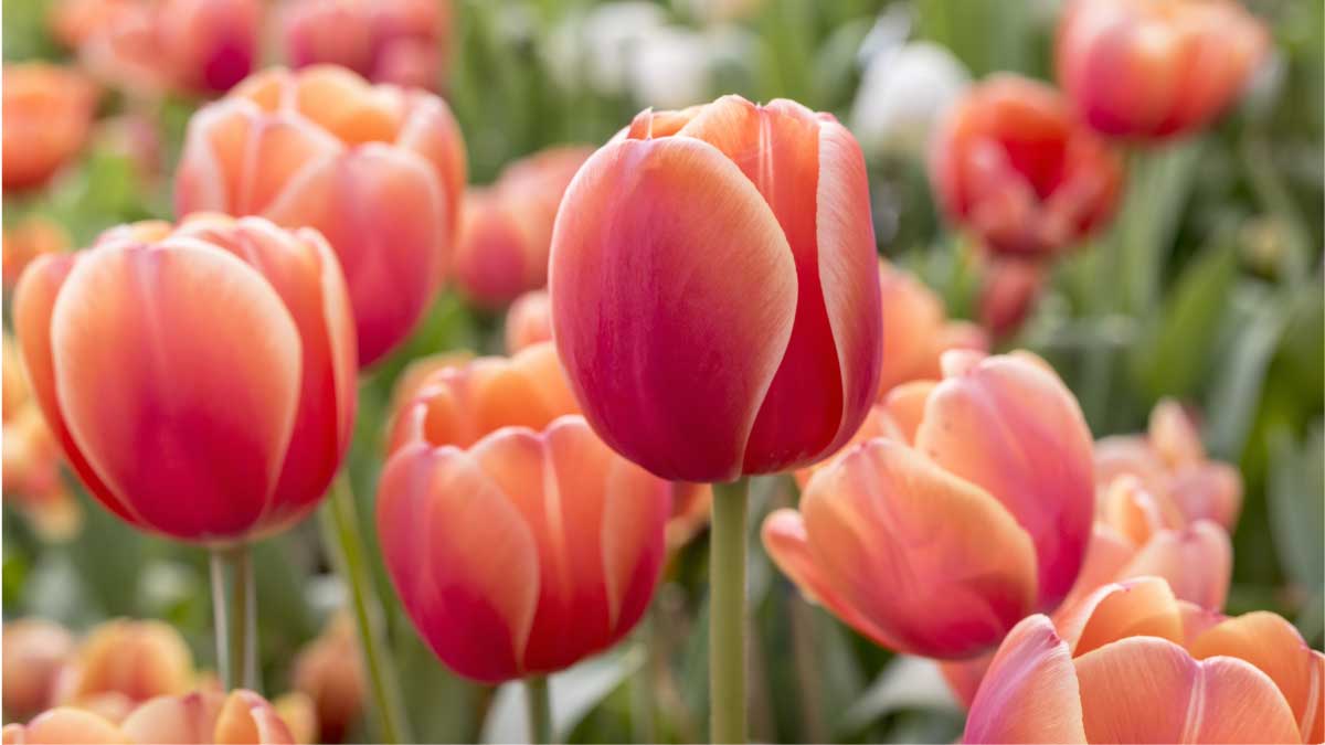 Cundinamarca sigue siendo líder en importación de flores