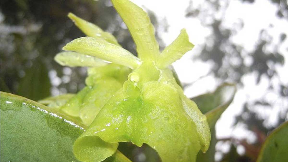 El estudio sobre orquídeas que evitó explotación minera en Fusagasugá