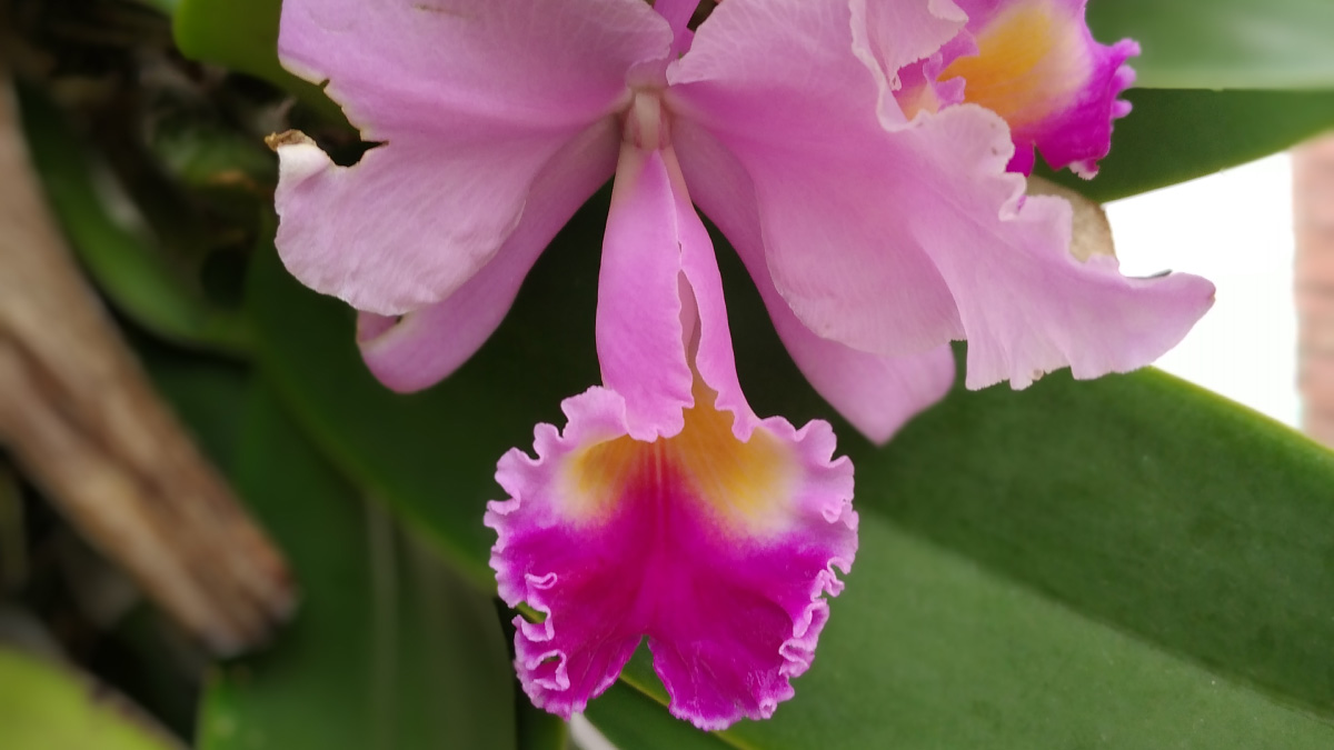 Explorando el mundo de las orquídeas