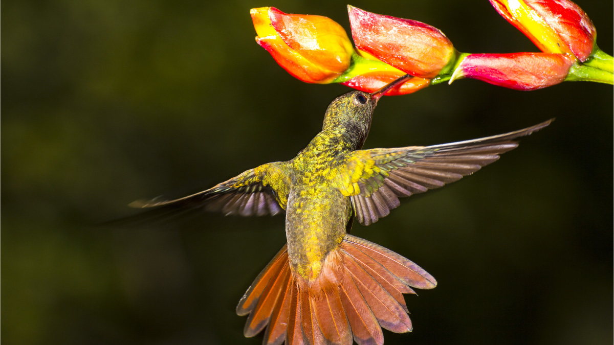 Hoy es el día nacional de la vida silvestre