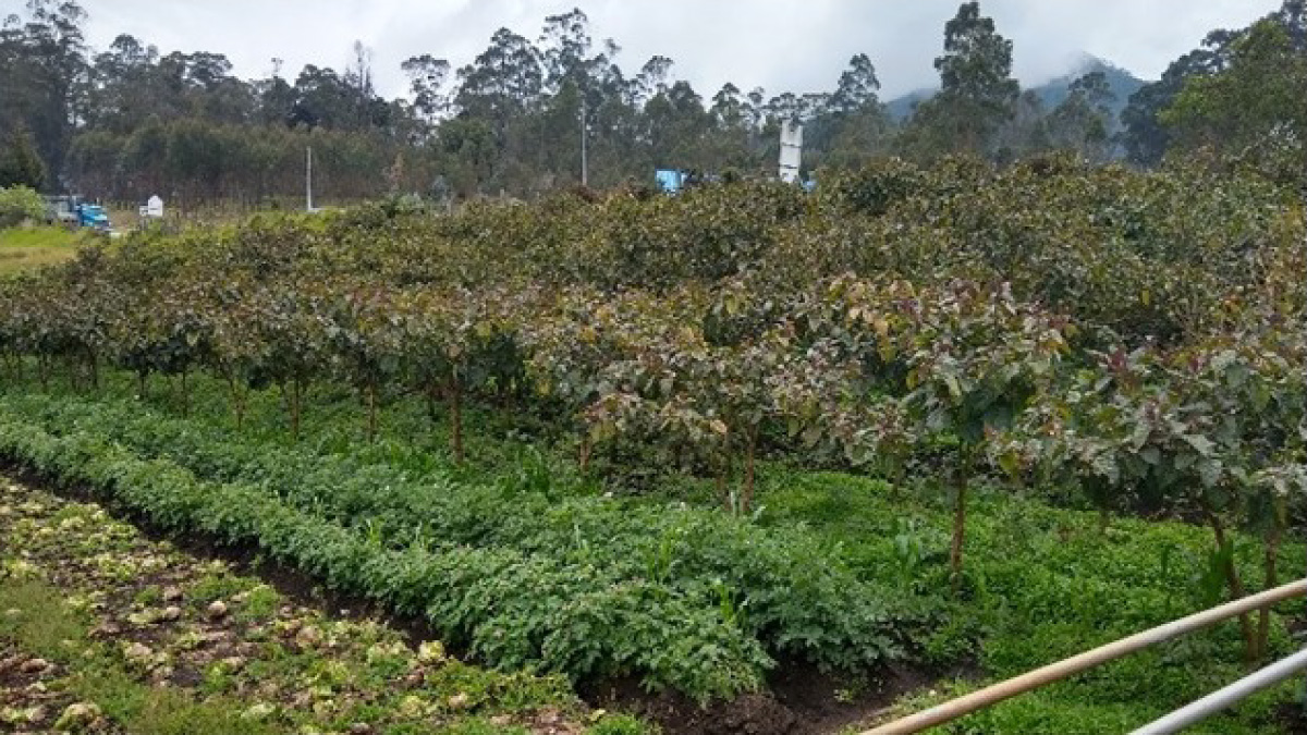 Caracterizan enfermedades del tomate de árbol