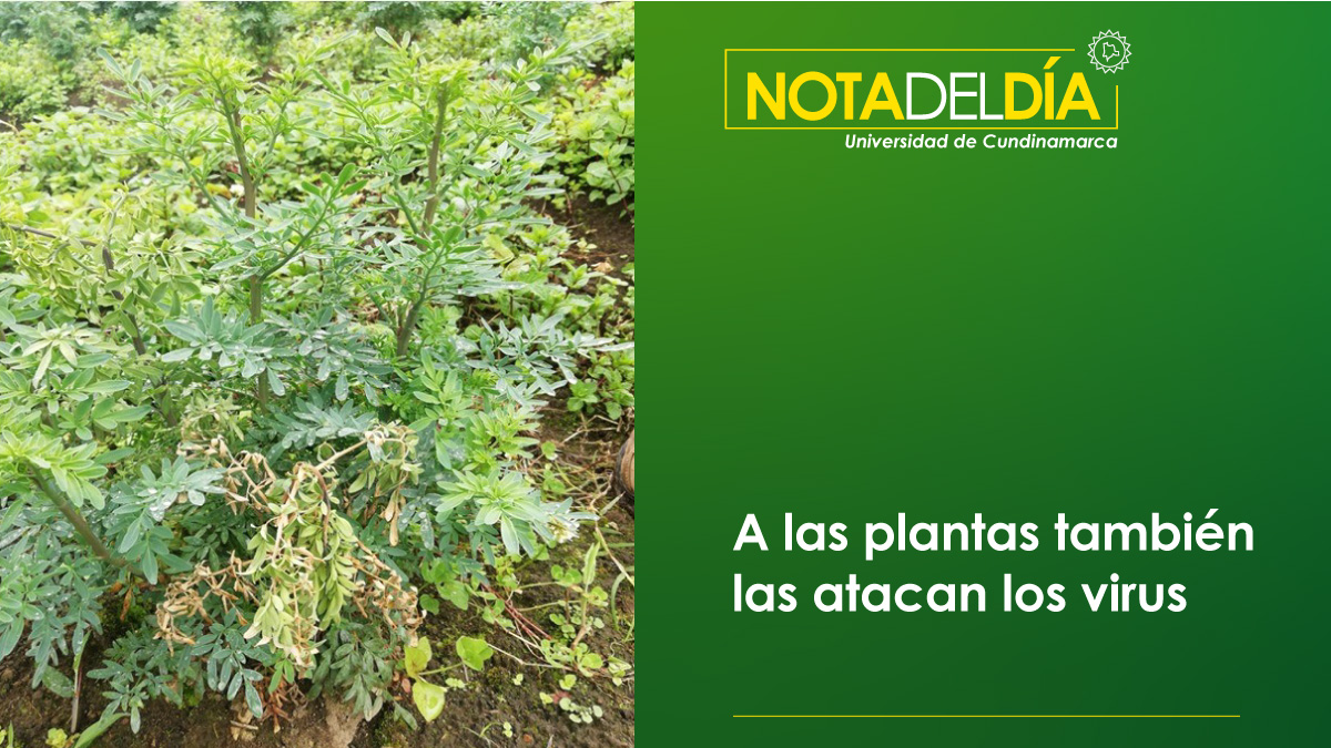 A las plantas también las atacan los virus