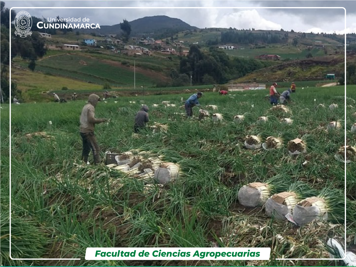 Estudiantes en campos de cultivo de cebolla