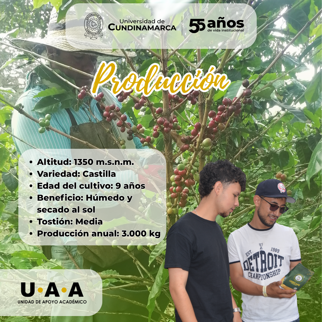 Dos estudiantes observan una planta de café en un cafetal.