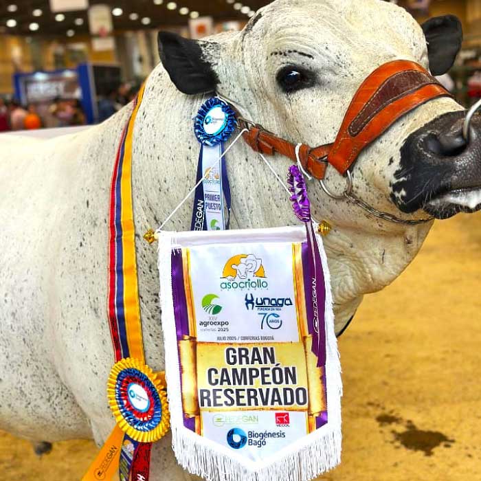jemplar de raza Blanco Orejinegro de la Universidad de Cundinamarca premiado como Gran Campeón Reservado en Agroexpo 2025