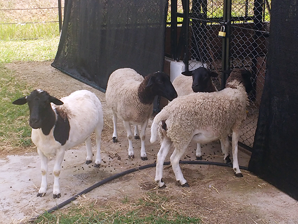 Imagen en terneras en campo abierto