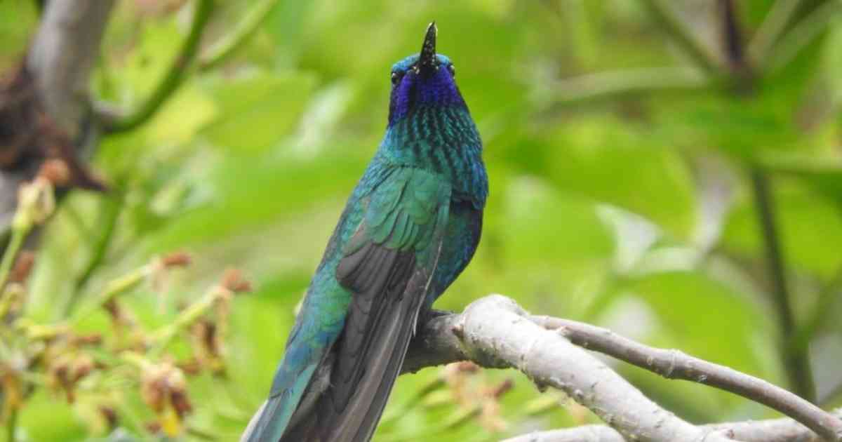 Una plataforma para conocer la biodiversidad de Cundinamarca