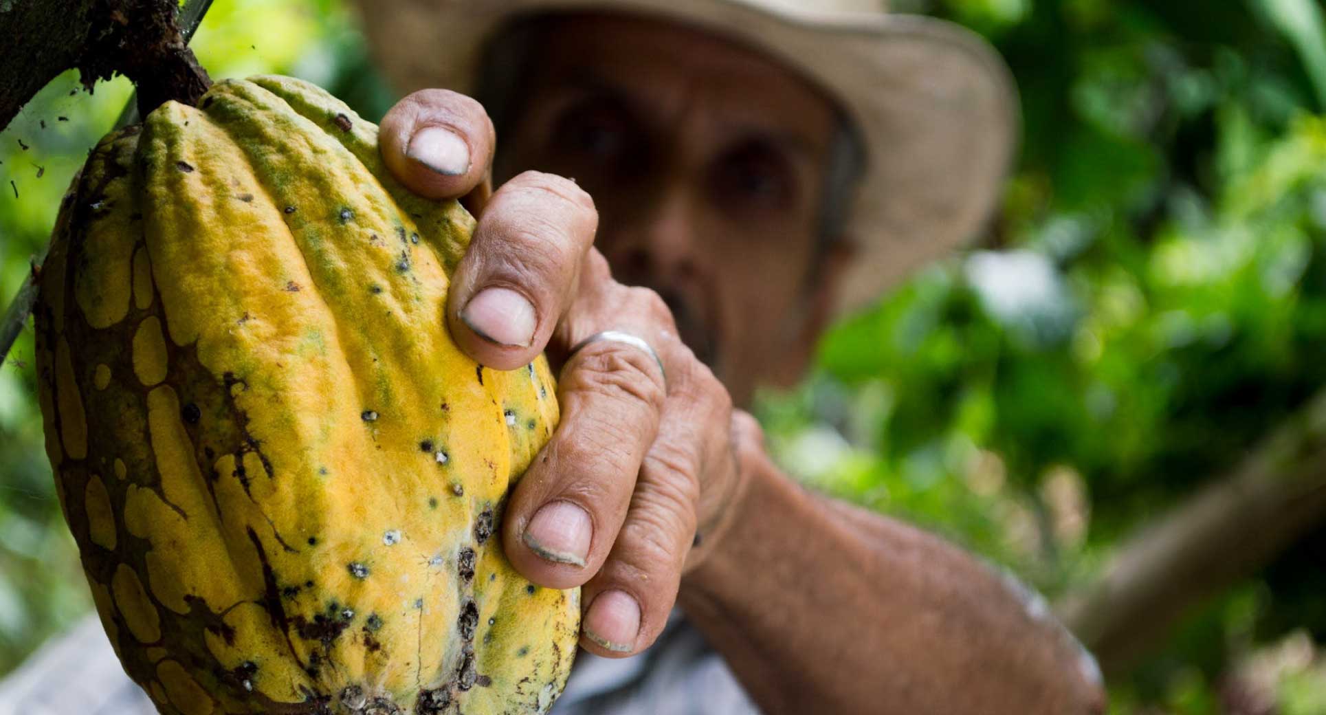 hombre recolectando fruto de cacao