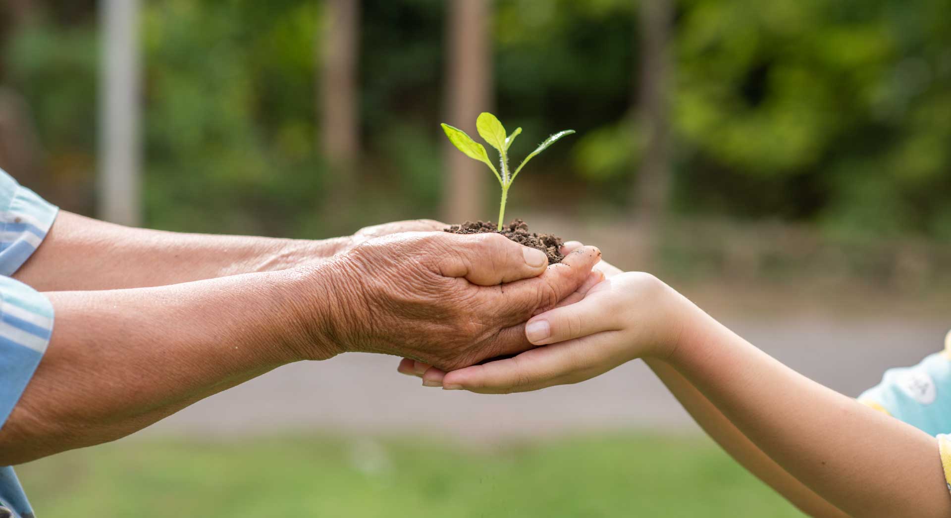 manos de hombre y mujer con planta