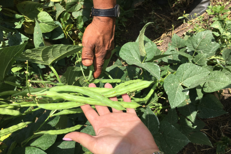 Selección de materiales mutantes de habichuela voluble (Phaseolus vulgaris) en la granja la Esperanza